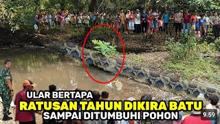 KEJADIAN VIRAL ❗Ular bertapa ditumbuhi pohon AWALNYA DIKIRA BATU.