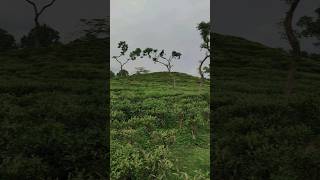 Tea Garden Sylhet #lakkatura #teagarden #nature #naturelovers #green #tree #garden