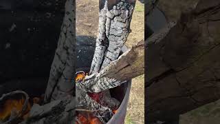 Beautiful hollow log burning with the dogs