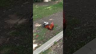 Rooster in the village #animals #birds #love #viral #nature #goldfinch #wildlife #parrot #rooster