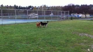 Copper and Roxie playing