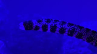 Day 7 with a Snowflake Moray Eel (Echidna nebulosa)