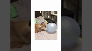 Cat vs Balloon