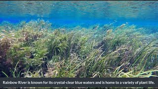 Features of the Rainbow River