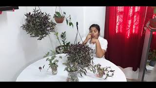 Wandering jew plant care (English)