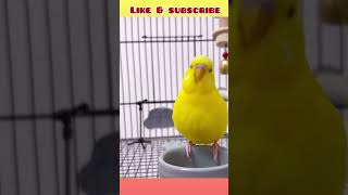 Mini cute 🥰 budgie looking 👀 for his friend! #birds #viral #parakeet #parrot #shorts