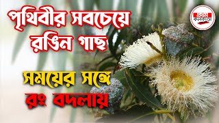 পৃথিবীর সবচেয়ে রঙিন গাছ, সময়ের সঙ্গে রংবদলায় || दुनिया का सबसे रंग-बिरंगा पेड़||