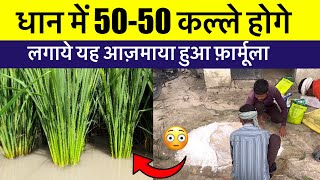 धान में तूफ़ानी कल्लो के लिए लगाये यह फ़ार्मूला, 50-50 कल्ले होगे | dhan me kalle kaise badhaye