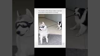 Dogs keeping the laughter on repeat😂😂   #shorts #dog #funny #comedy #funnyshorts #viral #foryou