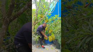 Drum ൽ കായിച്ച പ്ലാവ് #vietnam #jackfruit #greenleafs  #shortfeed #shorts