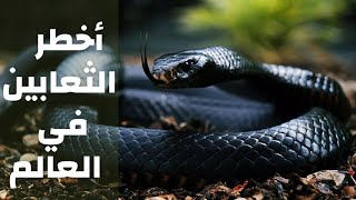 إكتشف أخطر الافاعي القاتلة