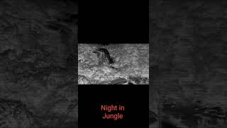 Ek Raat Jungle me | One night In Jungle