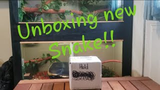 Unboxing and adding a new snake to the collection!!