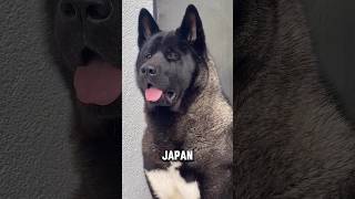 Akita Dog Breed #akitadog #dogs #dog #shorts