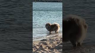 Sparkles Barking At The Ocean