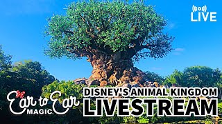 🔴 LIVE - Disney's Animal Kingdom - Walt Disney World Livestream 05.31.24