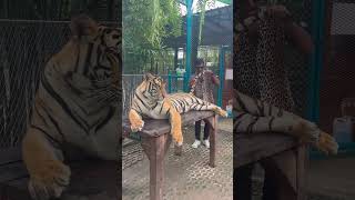 Tiger park pattaya #music #song #movie #trending #travel #tigerparkpattaya