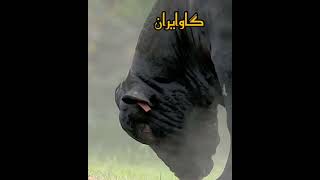 irani black cow Best Animals compilation 2021| #shorts | Top Viral Animal Videos