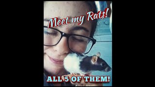 MEET MY RATS! | All 5 Of Them!