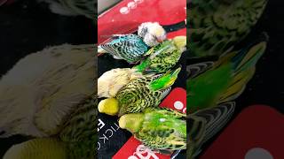 Baby love birds😍 #shortvideo #shortsfeed #viral #naturelovers #birds #birdslover #cutepets #pets