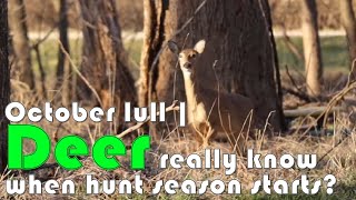 【Camojojo】October lull | Do deer really know when it's time to hunt?