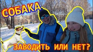 СОБАКА.  ГОД СОБАКИ 2018.  ДЖЕК РАССЕЛ ТЕРЬЕР.  Заводить или нет?  VLOG