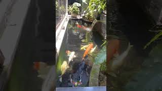 #koi #koifish #koifarm #fish #koipond