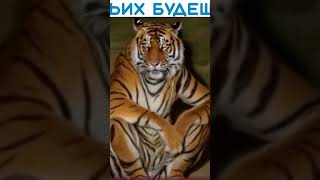 Чьих будешь #чьих #будешь #что #лев #этот #тигр #круто #2024 #изменения #себя #интересно #круто