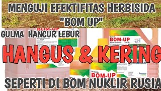 SEPERTI NAMANYA HERBISIDA "BOM" UP AMPUH MELULUHLANTAHKAN GULMA#herbisida #herbisidaselektif#roundup