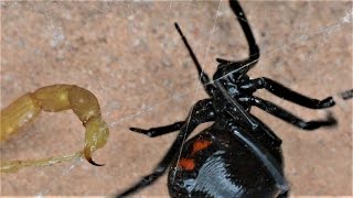 Black Widow Tangling Up Scorpion (close up) (Warning: May be disturbing to some viewers.)