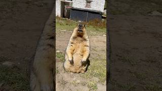 So Adorable Himalayan Marmot#cuteanimals #cutemarmots #marmot #marmota #animals #cute #animalshorts