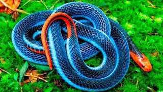 AS COBRAS MAIS VENENOSAS DO MUNDO