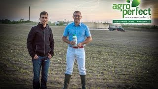 AGRO-PERFECT Bydgoszcz Piotr Matejka Kukurydza