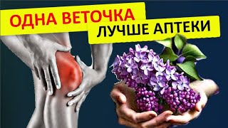 Всего одна веточка - заменит аптеку !