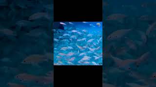 Fish | Cute Fish Wild Animals #shorts #cute #fish