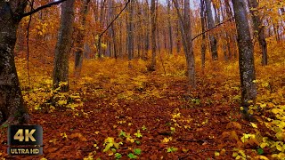 Chilly Autumn in 4K UltraHD | 2 Hours of Gentle Rain Sounds in the Forest