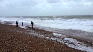 dog in a hurricane and gets hit by a wave