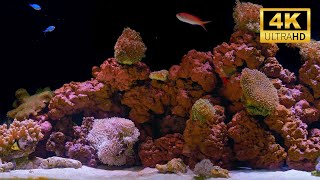 Coral Reef Aquarium 4K | 12 Hours of Calming Water Sounds for Sleep & Relaxation