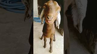 A day of naughty goat kid#shortsfeed #shorts ##animals