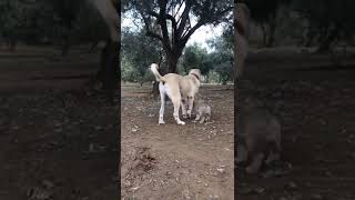 Aslanın son kızı ve Torunu