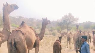 Camel People's life Style in the deep Desert |  منظر مظہل الصحراء الثار | King of the Arid Lands!