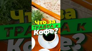 🌿 Что за ТРАВКУ подают к КОФЕ в Эфиопии?..☕