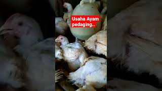 Usaha Ayam Pedaging