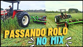 Deitando o mix com o rolo faca/ manejo eficiente e ótimo custo benefício para a semeadura do feijão!