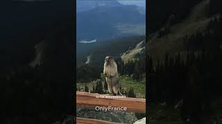 marmot screaming like a human #shorts #marmot #screaming   #animalshorts #funny #funnyvideos