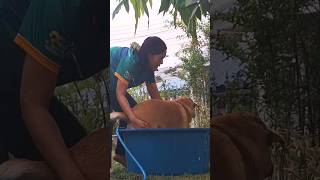 อาบน้ำตอนเย็นค่ะ น้องซิงๆร้อน #youtubeshorts  #animals #dog #pets #หมา