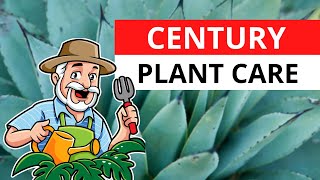 Century Plant (Agave americana) Best Care Tips & Hacks!