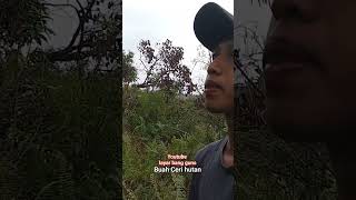 BUAH CERI HUTAN | MENGENAL BUAH BISA DIMAKAN ATAU TIDAK BISA DIMAKAN KETIKA DIHUTAN