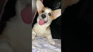 Знакомьтесь, сладкая сарделька 🥰 #корги #щеноккорги #коржик #puppyvideos #puppydog