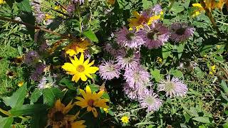 A hummingbird moth enjoying the flowers in my garden - quick short